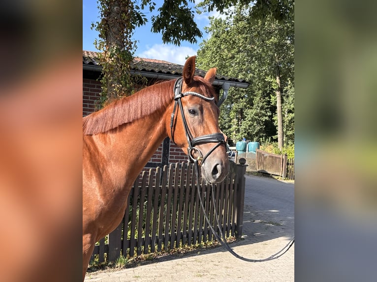 Westphalian Mare 4 years 16.1 hh Chestnut-Red in Telgte