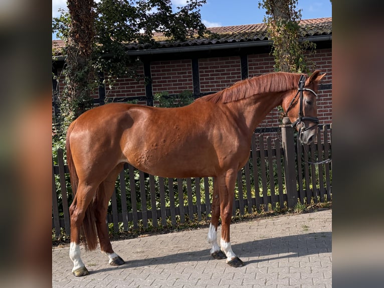 Westphalian Mare 4 years 16.1 hh Chestnut-Red in Telgte