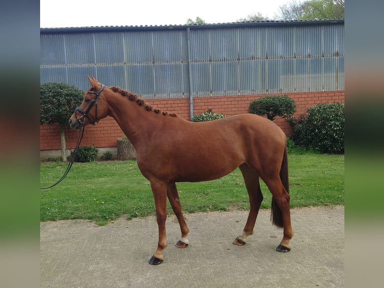 Westphalian Mare 4 years 16,1 hh Chestnut-Red in Emsdetten