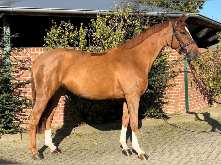 Westphalian Mare 4 years 16,1 hh Chestnut-Red in Nettetal