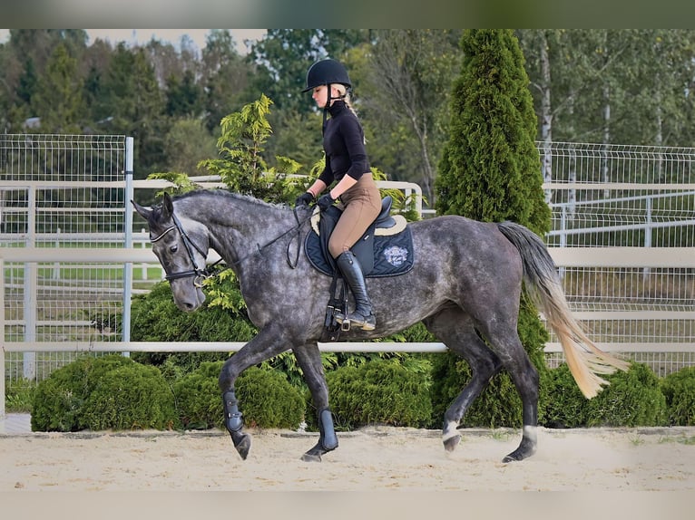 Westphalian Mare 4 years 16,1 hh Gray-Dapple in Wysin