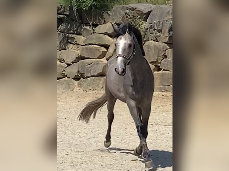 Westphalian Mare 4 years 16,1 hh Gray in Overath