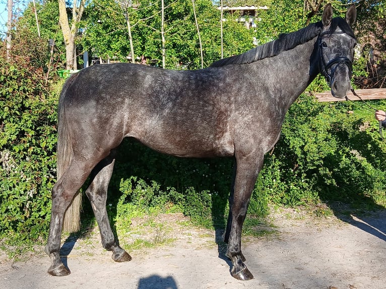 Westphalian Mare 4 years 16.1 hh Grey in Welver