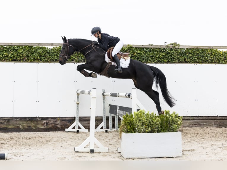 Westphalian Mare 4 years 16.1 hh  in Waddinxveen