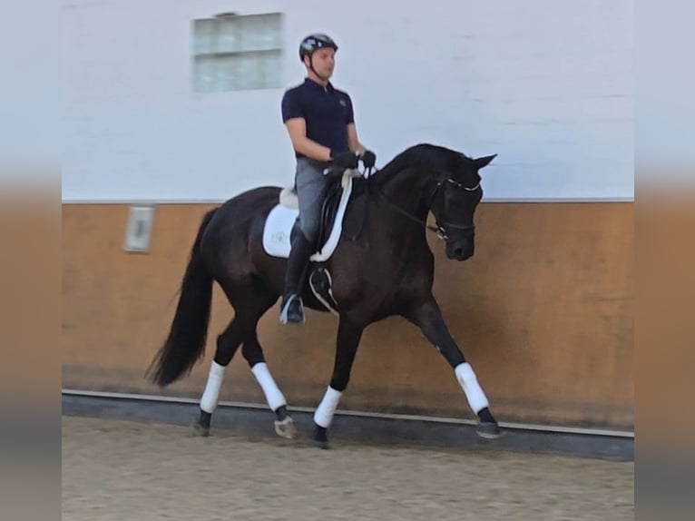 Westphalian Mare 4 years 16.1 hh Smoky-Black in Marsberg