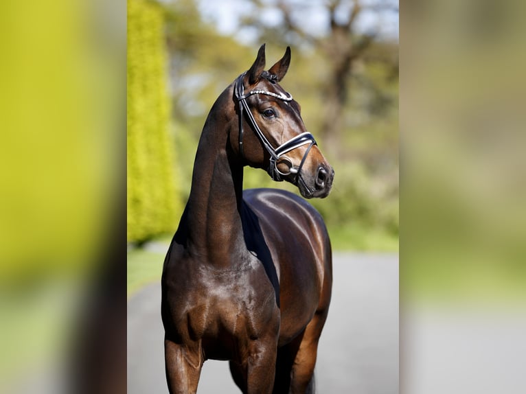 Westphalian Mare 4 years 16.1 hh Smoky-Black in Steinfurt