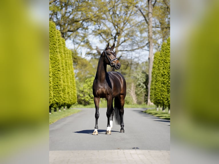 Westphalian Mare 4 years 16.1 hh Smoky-Black in Steinfurt