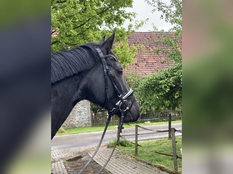 Westphalian Mare 4 years 16.1 hh Smoky-Black in Balve
