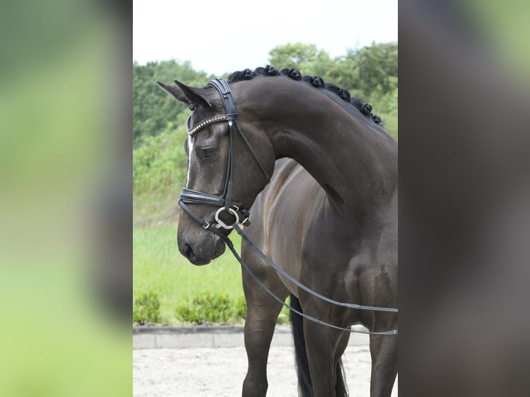 Westphalian Mare 4 years 16.2 hh Bay-Dark in Sassenberg