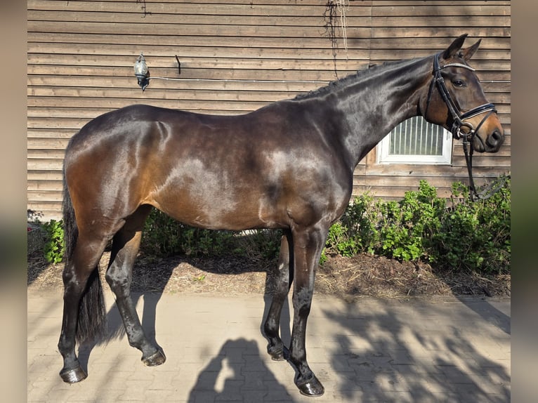 Westphalian Mare 4 years 16.2 hh Bay-Dark in Minden
