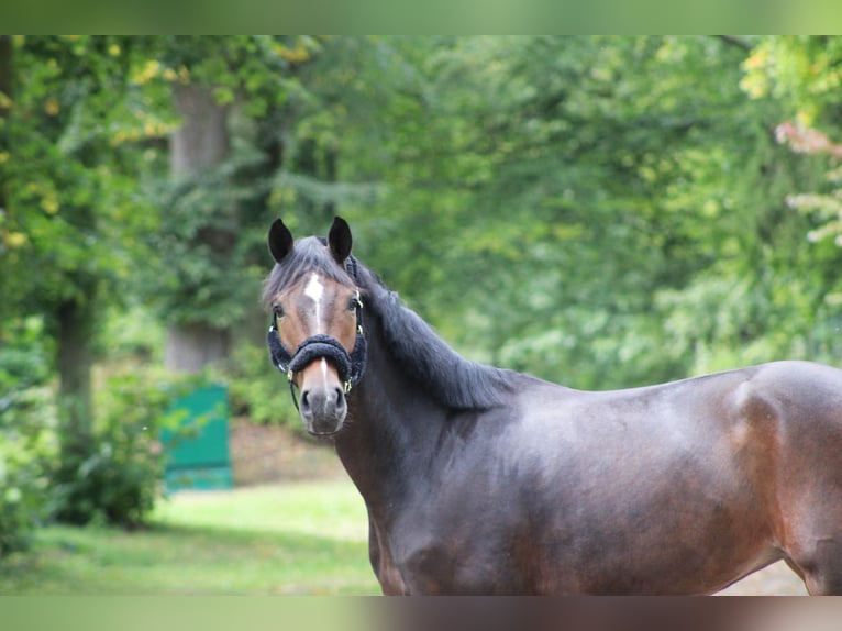 Westphalian Mare 4 years 16,2 hh Bay-Dark in Darmstadt