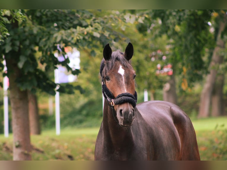 Westphalian Mare 4 years 16,2 hh Bay-Dark in Darmstadt