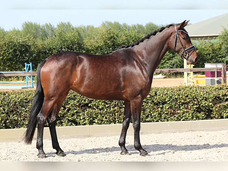 Westphalian Mare 4 years 16,2 hh Bay-Dark in Willich