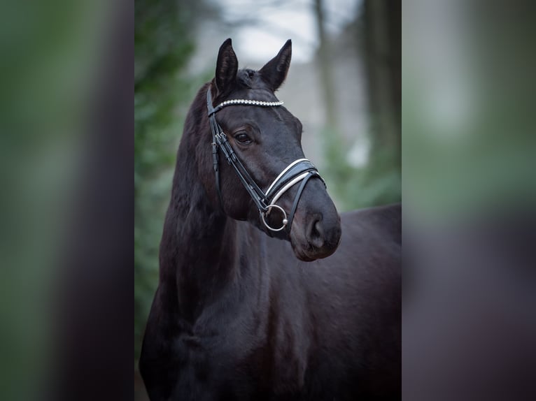 Westphalian Mare 4 years 16,2 hh Black in Ankum