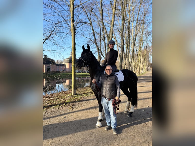 Westphalian Mare 4 years 16.2 hh Black in HildenHilden