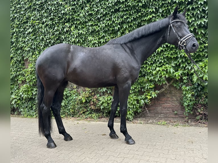 Westphalian Mare 4 years 16,2 hh Black in Rees