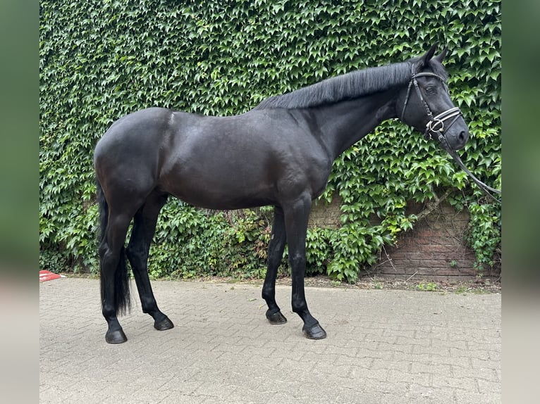 Westphalian Mare 4 years 16,2 hh Black in Rees