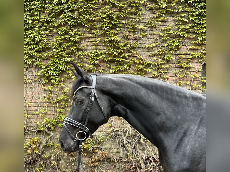 Westphalian Mare 4 years 16,2 hh Black in Rees