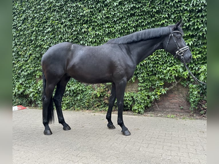 Westphalian Mare 4 years 16,2 hh Black in Rees