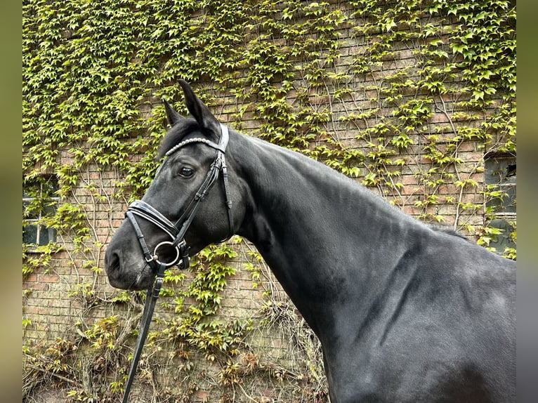 Westphalian Mare 4 years 16,2 hh Black in Rees