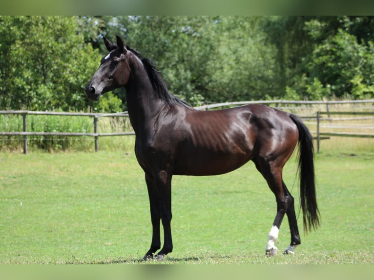 Westphalian Mare 4 years 16.2 hh Black in Hamm