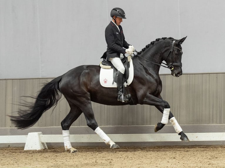 Westphalian Mare 4 years 16.2 hh Black in Münster-Handorf