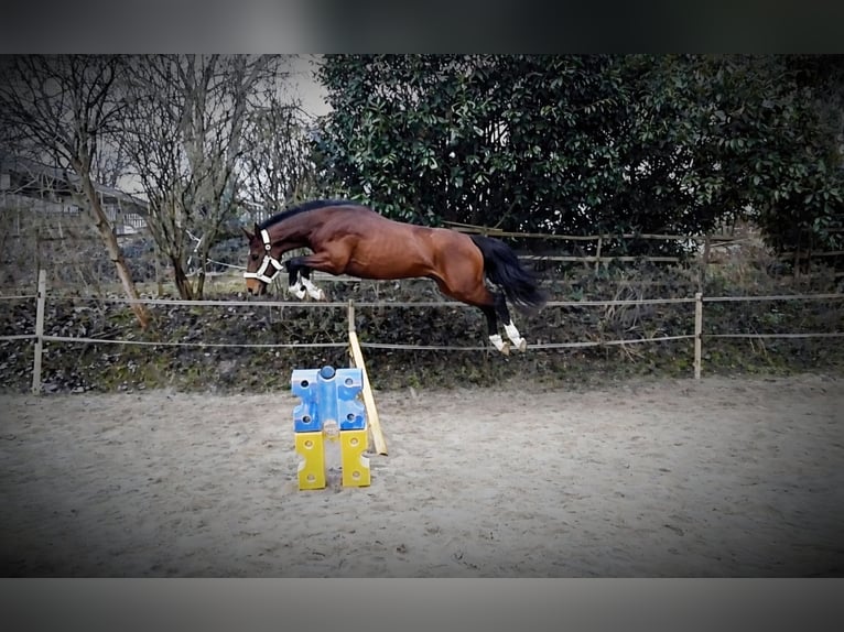 Westphalian Mare 4 years 16.2 hh Brown in Dortmund
