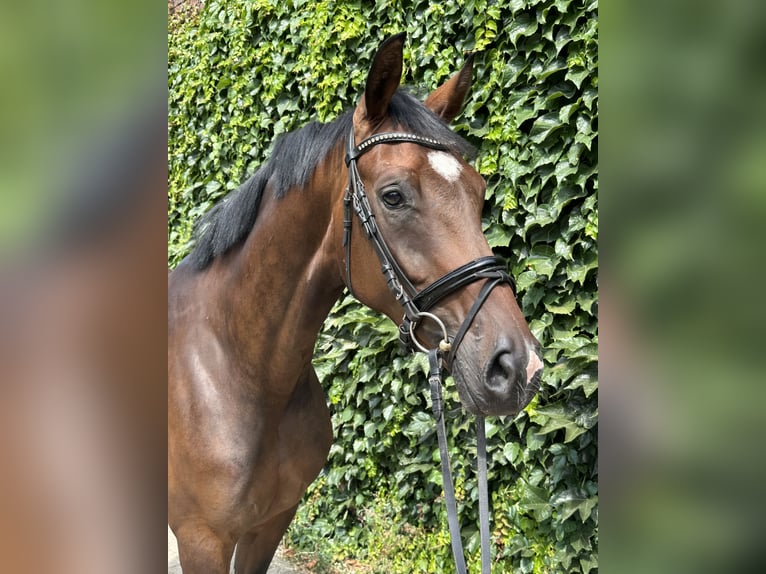 Westphalian Mare 4 years 16.2 hh Brown in Rees