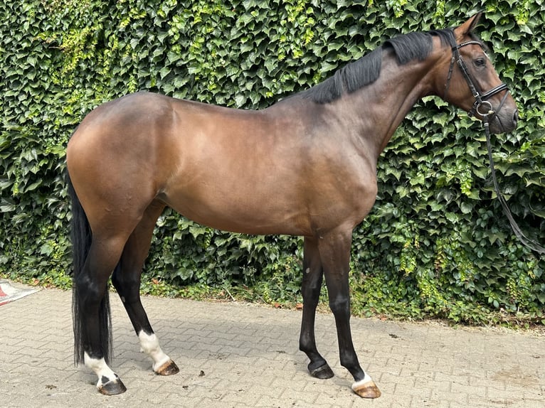 Westphalian Mare 4 years 16.2 hh Brown in Rees