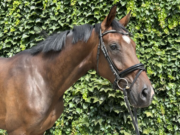 Westphalian Mare 4 years 16.2 hh Brown in Rees