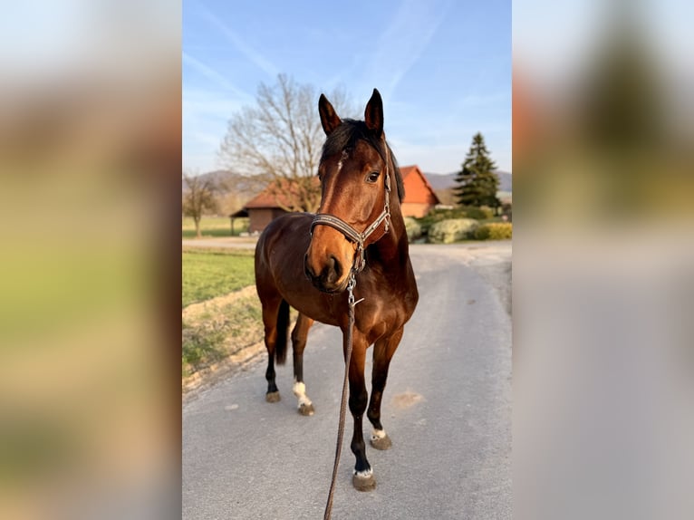 Westphalian Mare 4 years 16.2 hh Brown in Zierenberg