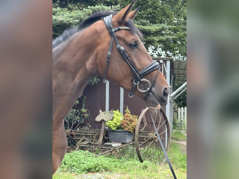 Westphalian Mare 4 years 16,2 hh Brown in Wesel