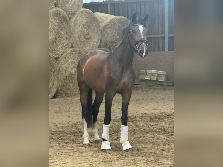 Westphalian Mare 4 years 16,2 hh Brown in Wesel