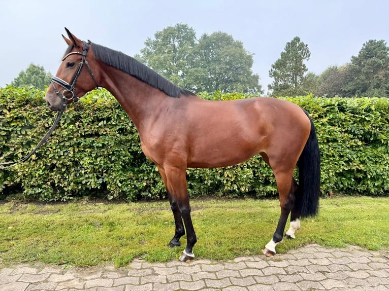 Westphalian Mare 4 years 16,2 hh Brown in Bad Salzuflen