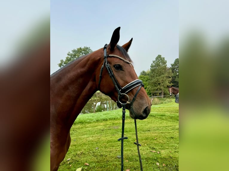 Westphalian Mare 4 years 16,2 hh Brown in Bad Salzuflen