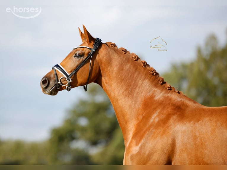 Westphalian Mare 4 years 16.2 hh Chestnut-Red in Vechta