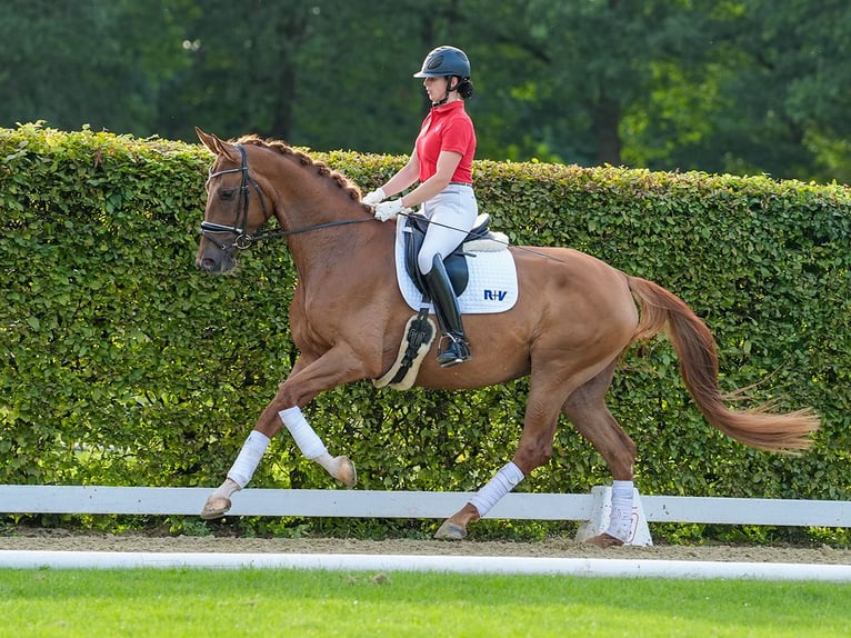 Westphalian Mare 4 years 16,2 hh Chestnut-Red in Münster