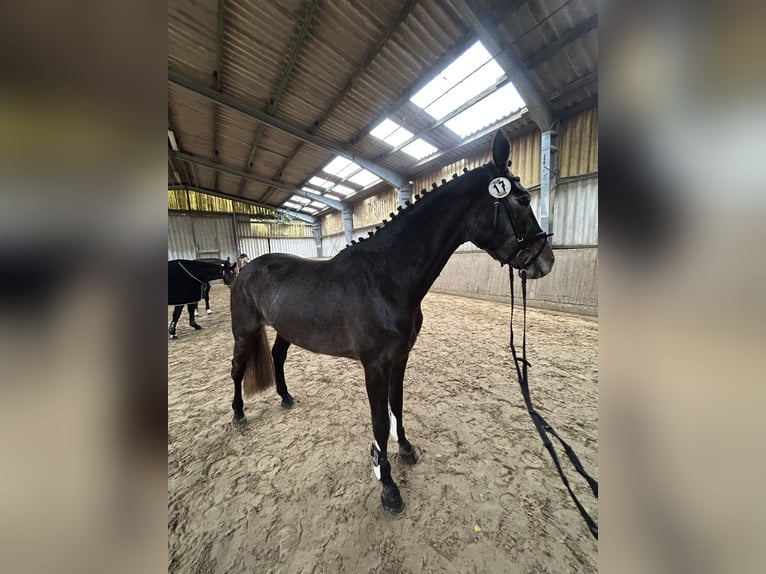 Westphalian Mare 4 years 16.2 hh Grey-Dapple in Wagenfeld