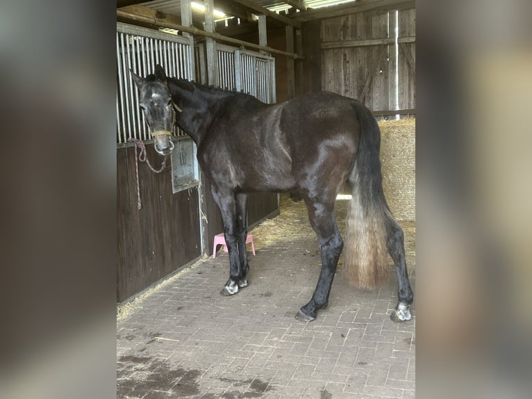 Westphalian Mare 4 years 16.2 hh Grey-Dapple in Wagenfeld