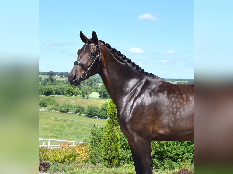 Westphalian Mare 4 years 16,3 hh Bay-Dark in Wysin