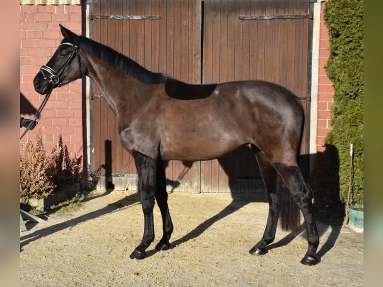 Westphalian Mare 4 years 16,3 hh Black in L&#xFC;nen