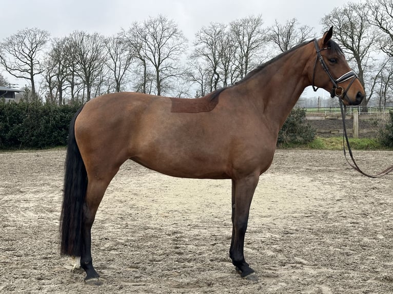 Westphalian Mare 4 years 16,3 hh Brown in Wettrup