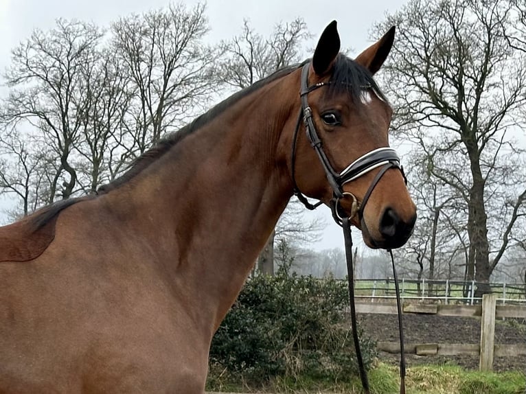 Westphalian Mare 4 years 16,3 hh Brown in Wettrup