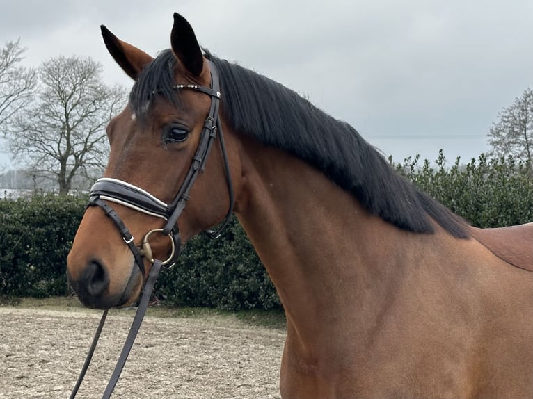 Westphalian Mare 4 years 16,3 hh Brown in Wettrup