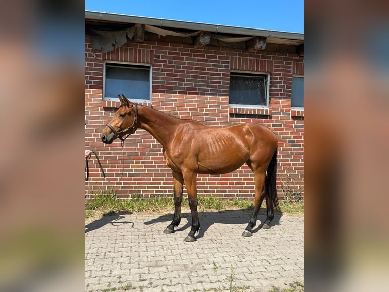 Westphalian Mare 4 years 16,3 hh Brown in Düsseldorf