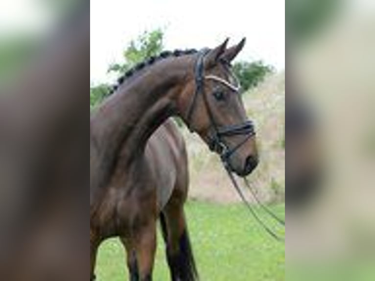 Westphalian Mare 4 years 16,3 hh in Sassenberg