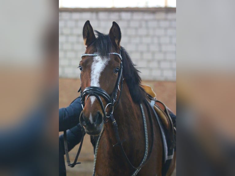 Westphalian Mare 4 years 16 hh Bay-Dark in Hamm