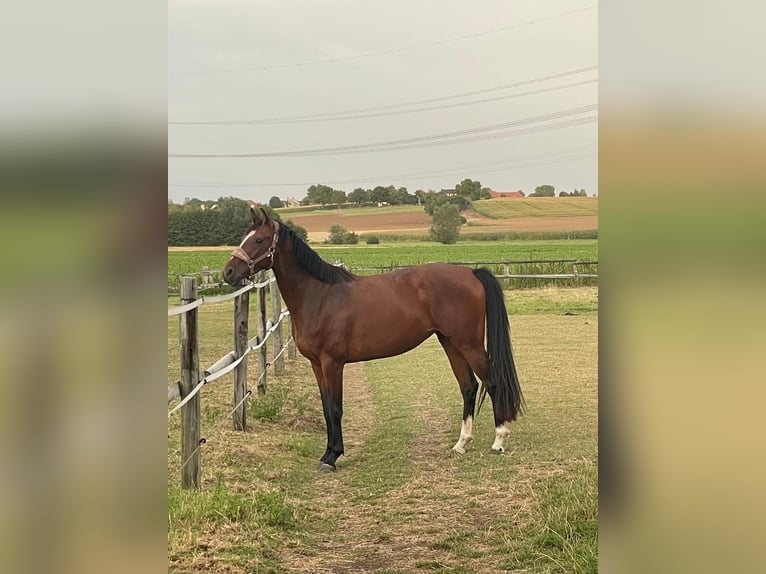 Westphalian Mare 4 years 16 hh Bay-Dark in Hamm