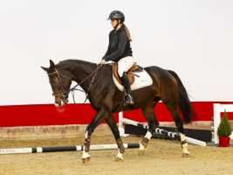 Westphalian Mare 4 years 16 hh Bay-Dark in Waddinxveen