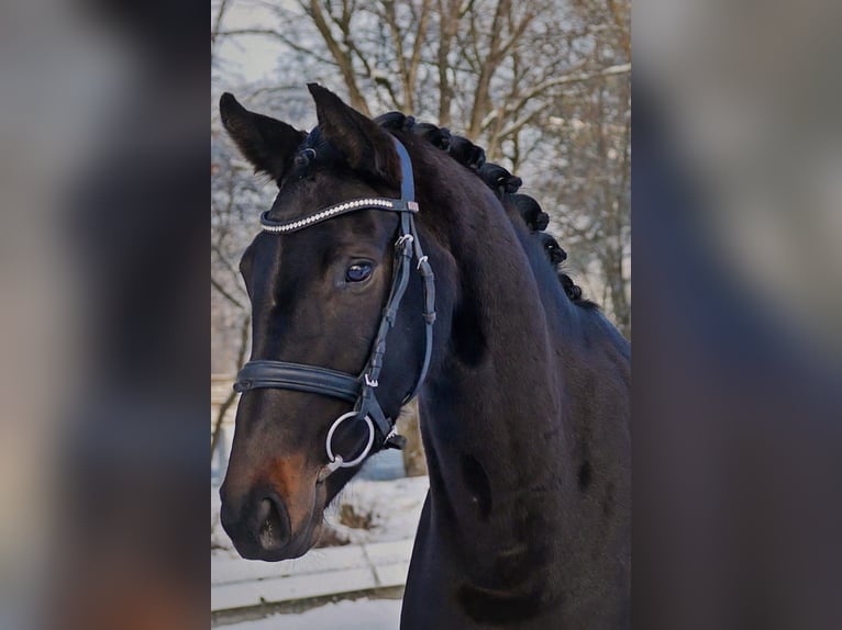 Westphalian Mare 4 years 16 hh Black in Bad Wörishofen